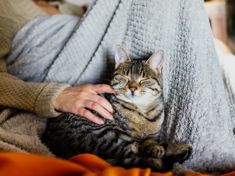 Pulire le orecchie al gatto LocalJob